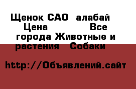 Щенок САО (алабай) › Цена ­ 10 000 - Все города Животные и растения » Собаки   